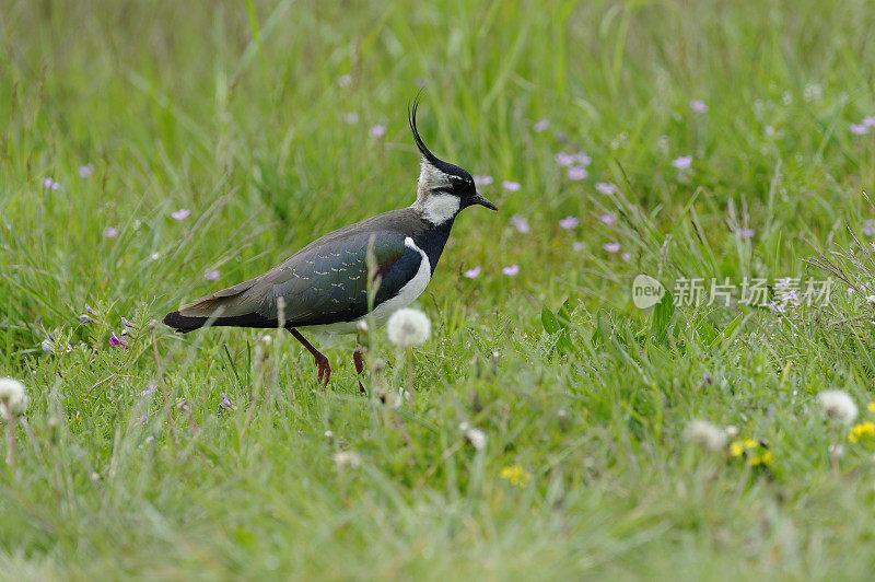 田凫(Vanellus Vanellus)